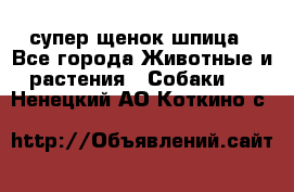 супер щенок шпица - Все города Животные и растения » Собаки   . Ненецкий АО,Коткино с.